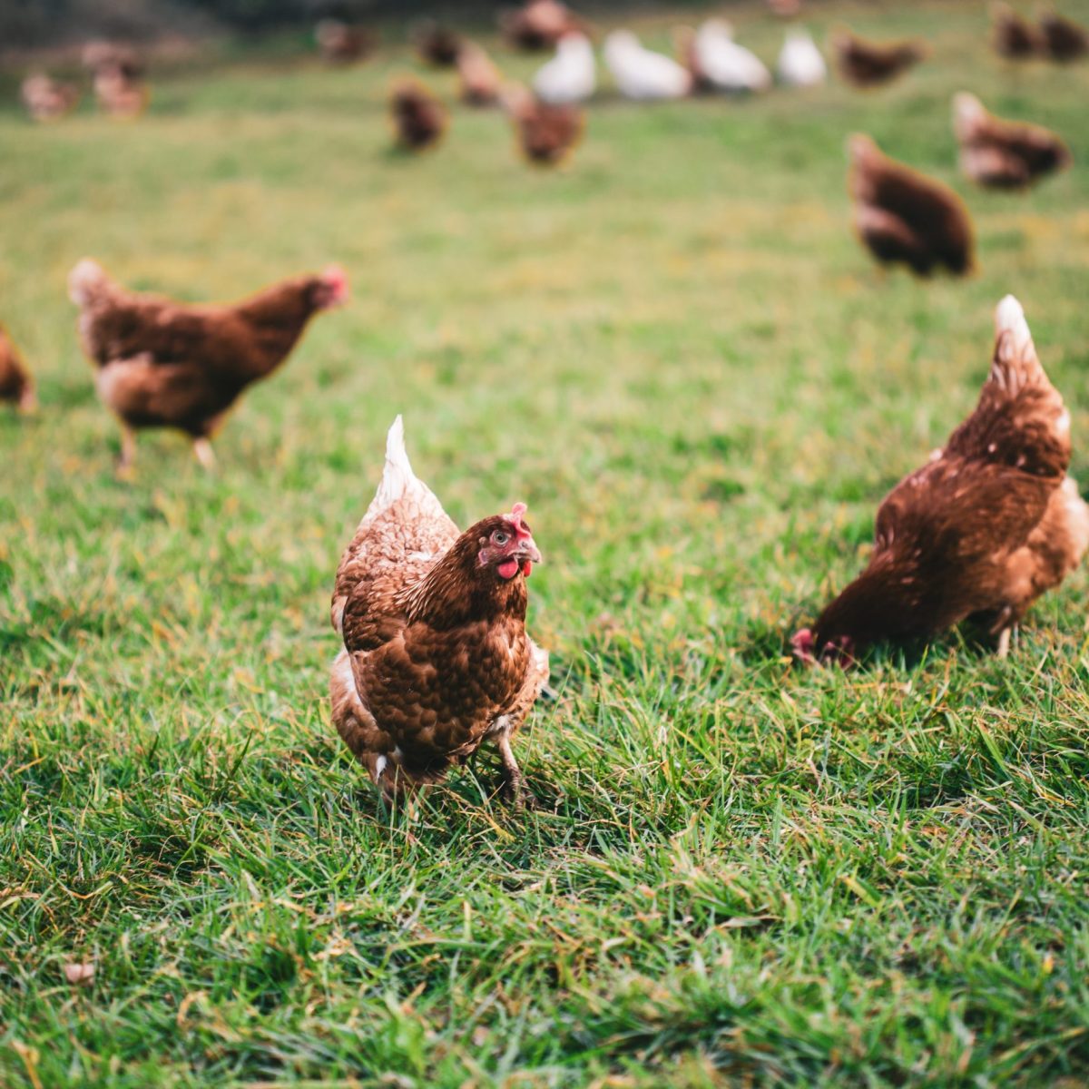 A beautiful shot of chickens on the grass in the farm on a sunny day