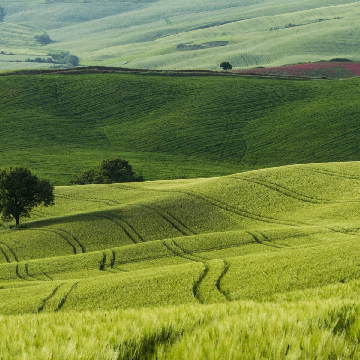 beautiful-shot-of-green-fields-with-narrow-roads-in-the-middle-scaled