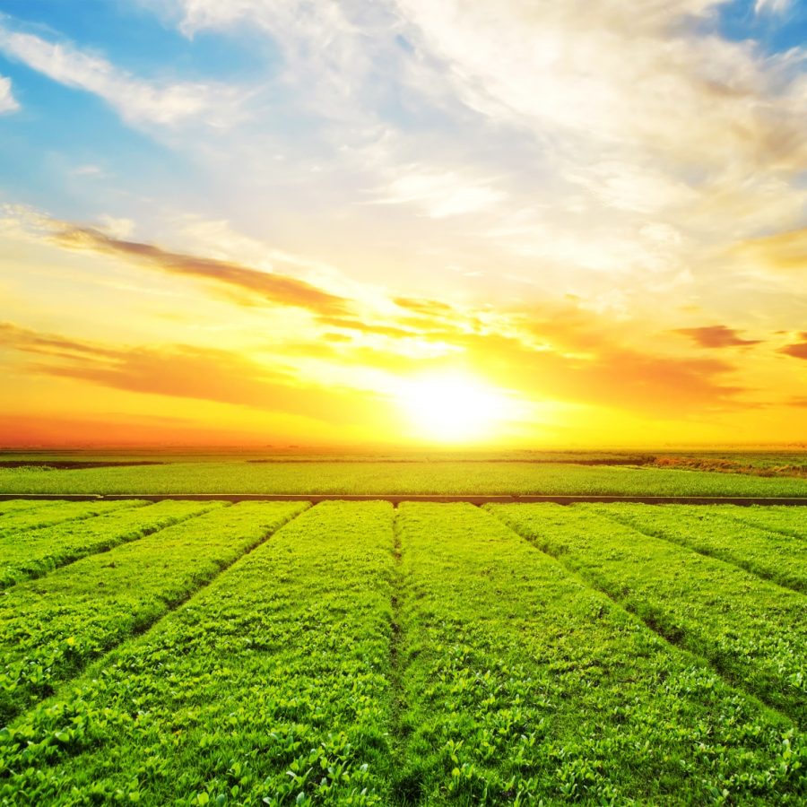 sunny-meadow-landscape